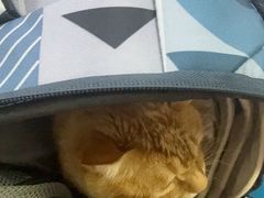 -达爱动物医院·犬猫分区·CT·复杂眼科(远洋山水分院)