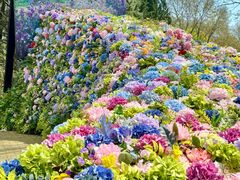 -上海共青森林公园