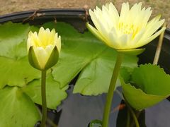 -维乐口腔医院(星海湾分院)