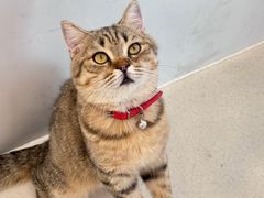 -共舞时光猫咖·狗咖(新街口店)
