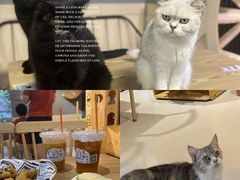 -豆逗聊愈猫阁Easy Life