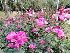 -人民公园(罗湖区)