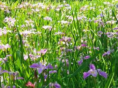 -西湖风景区-江洋畈生态公园