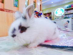 -宠物兔专门店(天丰利市场店)