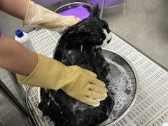 -北京观赏动物医院·24小时大型综合·猫专科·异宠专科