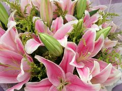 -荷兰花海