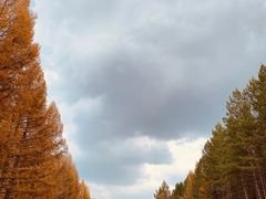 -塞罕坝国家级自然保护区