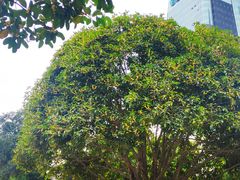 -重庆市江北嘴中央商务区中央公园