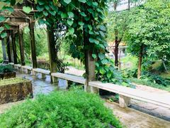 -深圳仙湖植物园