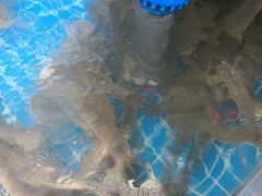 -宾朋海鲜特色美食餐厅·纯手工鲅鱼水饺(兴海路店)