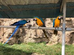 -西霞口神雕山野生动物世界