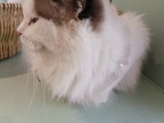 -怪兽屋·羊驼·猫咖·狗咖(俊华广场店)