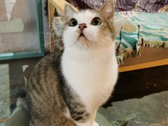 -喵屿·大理花园猫咖