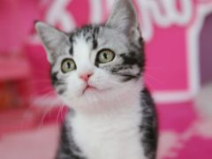 -翊宠yipet猫狗购宠庄园