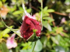 -玛歌庄园火锅(五龙山·熊猫基地店)