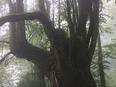 -九峰山