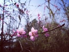 -八大山人梅湖景区