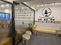 -有喵·猫咖·狗咖·30几只猫10只小狗(岗厦店)