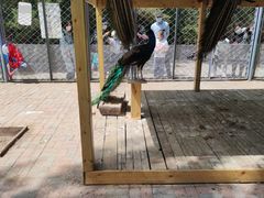 -长白岛森林公园