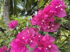 -海南清水湾莱佛士酒店