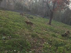 -西安秦岭野生动物园