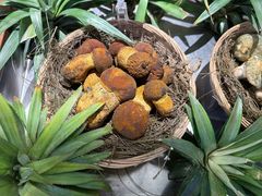 -滇铺子·云南特色菜·鲜花野菜季(东风东路c86店)