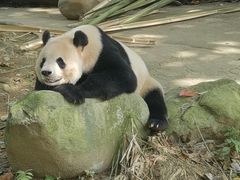 -都江堰中华大熊猫苑