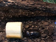 -上海大自然野生昆虫馆(东方明珠·爬宠昆虫探索中心)