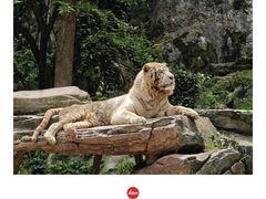 -贵州森林野生动物园