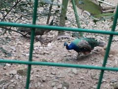 -藏龙百瀑风景区