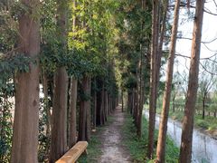 -上海长兴岛郊野公园