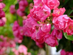 -广富林郊野公园