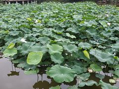 -龙头寺公园