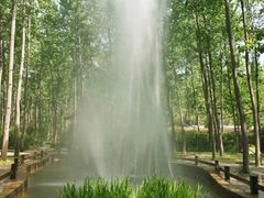 -合肥滨湖国家森林公园