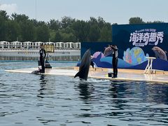 -秦皇岛乐岛海洋王国