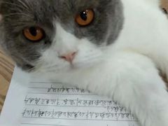 -李小姐の猫咖啡馆(五角场店)