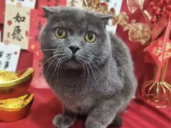 -凯瑞希宠物医院·狂犬免疫·微创·皮肤科