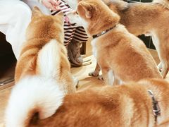 -是阿柴呀！柴犬咖啡·爱喵喵猫咖