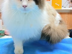 -宠福鑫动物医院(城北分院)