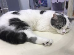 -喵的天空名猫咖啡馆·撸猫·猫舍·用品