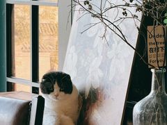 -猫小院猫主题餐厅(南锣旗舰店)