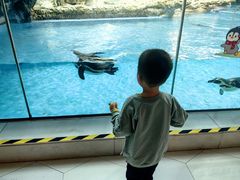 -帝企鹅自助餐厅•儿童岛•真企鹅(长隆企鹅酒店)