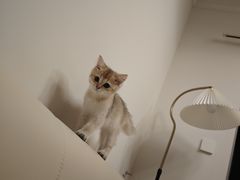 -宠物星动物医院·眼科·异宠·猫科(江南大道总院)