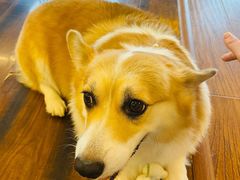 -豆柴町-柴犬主题狗咖(红鼎国际C座店)