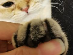 -北京观赏动物医院·24小时大型综合·猫专科·异宠专科