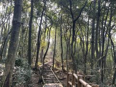 -上海佘山国家森林公园天马山园
