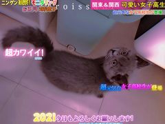 -特一安24小时宠物医院·骨科·中兽医