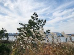 -烟墩角天鹅湖
