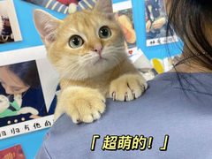 -lincat·猫舍(广州店)