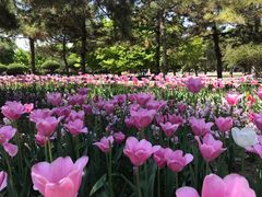 -石家庄市植物园